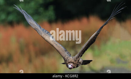 Mit Kapuze Geier im Flug Stockfoto