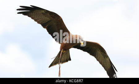 Gelb-billed Kite im Flug Stockfoto