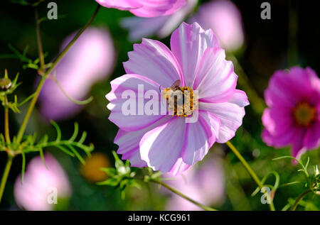 Rosa Kosmos Blume und Biene in englischer Country Garden Stockfoto