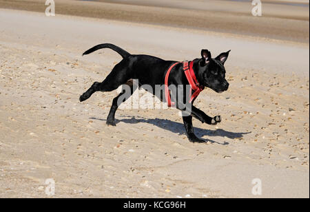 Staffordshire Bull Terrier Hund am Strand. Stockfoto