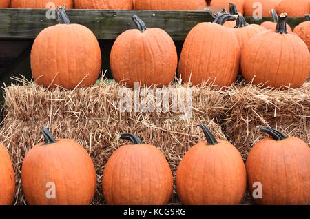 Herbst geernteten Kürbisse am Farmstand Stockfoto