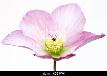 Nahaufnahme einer rosa, Frühling blühende hellebore Blüte, auch bekannt als die Fastenzeit oder Weihnachten Rose. Stockfoto