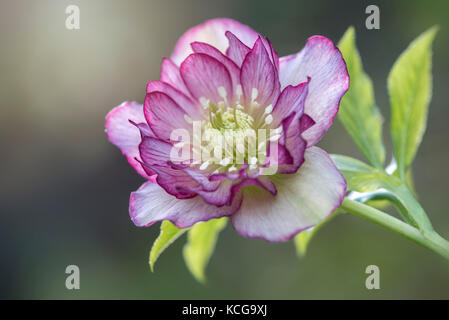 Nahaufnahme einer rosa, Frühling blühende hellebore Blüte, auch bekannt als die Fastenzeit oder Weihnachten Rose. Stockfoto