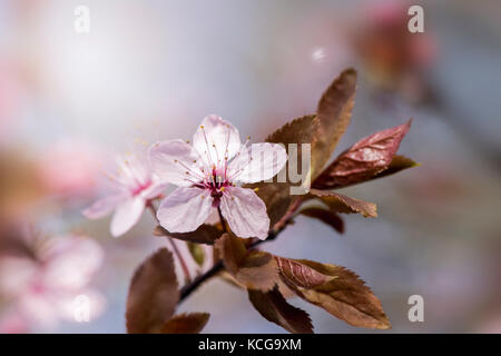 Black Cherry Plum, Frühling rosa Blüte, Prunus cerasifera 'Nigra' Stockfoto