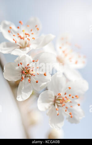 Nahaufnahme der schönen weißen Feder Cherry Blossom Flowers Stockfoto