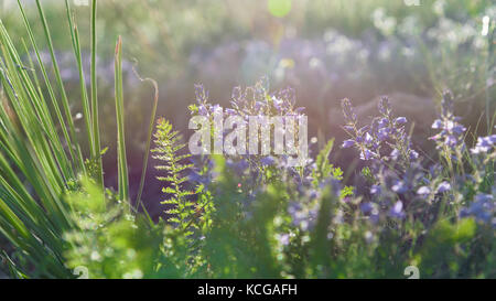 Thymian unter Sonnenlicht closeup Stockfoto