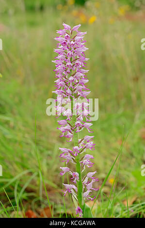 Hybrid zwischen Affe und Orchidee Helm-knabenkraut, Provence, Südfrankreich/(Orchis simia), (Orchis militaris) Stockfoto
