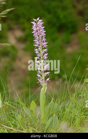 Hybrid zwischen Affe und Orchidee Helm-knabenkraut, Provence, Südfrankreich/(Orchis simia), (Orchis militaris) Stockfoto