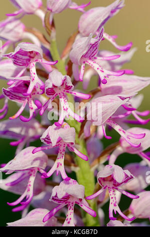 Hybrid zwischen Affe und Orchidee Helm-knabenkraut, Provence, Südfrankreich/(Orchis simia), (Orchis militaris) Stockfoto