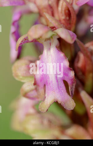 Giant Orchid, Provence, Südfrankreich/(Barlia robertiana, Himantoglossum robertianum, Orchis robertiana, Orchis longibracteatum) Stockfoto