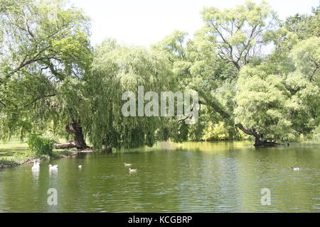 Thwaite Hall Gardens Blick in Cottingham, East Yorkshire Stockfoto