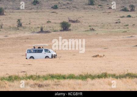 Touristische Fahrzeug beobachten Löwe (Panthera leo), Masai Mara National Game Park finden, Kenia, Ostafrika Stockfoto