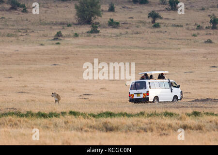 Touristische Fahrzeug beobachten Löwe (Panthera leo), Masai Mara National Game Park finden, Kenia, Ostafrika Stockfoto