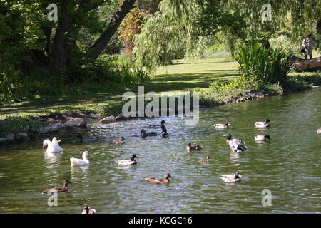 Thwaite Hall Gardens Blick in Cottingham, East Yorkshire Stockfoto