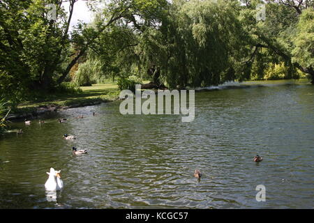 Thwaite Hall Gardens Blick in Cottingham, East Yorkshire Stockfoto