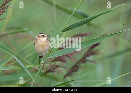 Schilfrohrsänger Acrocephalus schoenobaenus Kinder in Schilf Cley Norfolk Sommer Stockfoto