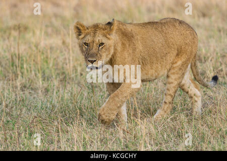 Löwe (Panthera leo) Cub zu Fuß auf Savanne, Masai Mara National Game Park finden, Kenia, Ostafrika Stockfoto