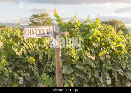 Wegweiser Chardonnay Reben im Weinberg bei Sonnenuntergang Stockfoto