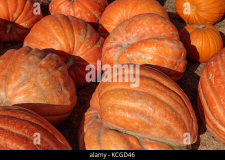 Jumbo Kürbisse in Halloween auf Anzeige zum Verkauf. Stockfoto