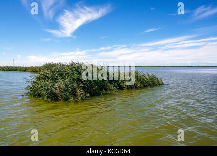 Italien Park von Delta del Po Fluss Porto Tolle - Vegetation Stockfoto