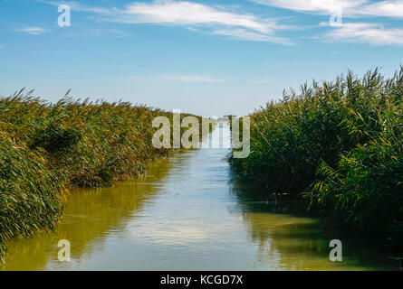 Italien Park von Delta del Po Fluss Porto Tolle - Vegetation Stockfoto