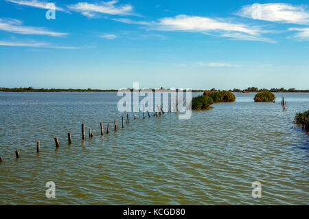 Italien Park von Delta del Po Fluss Porto Tolle - Vegetation Stockfoto