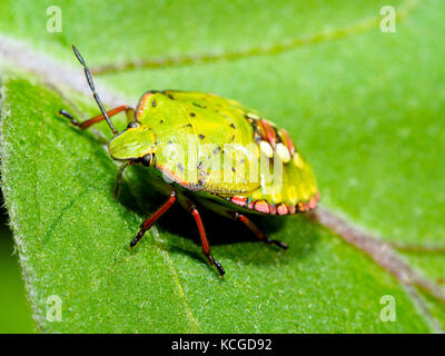 Southern green shield Bug (Nezara Viridula) - Italien Stockfoto