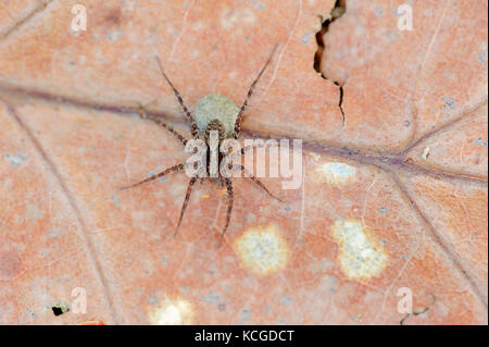 Wolf Spider, Weibchen mit Ei coccoon, Niederlande / (Pardosa Lugubris) | Wolfspinne, Weibchen mit Eikokon, Niederlande Stockfoto