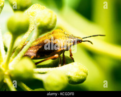 Schlehe bug (Dolycoris baccarum) - Italien Stockfoto