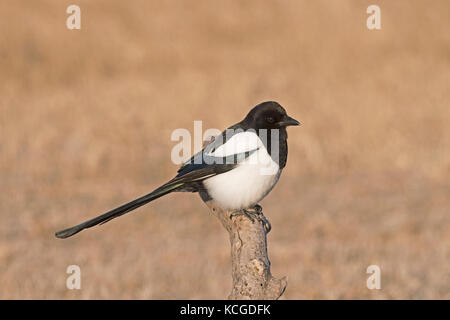 Eurasian Magpie Pica Pica Hortobagy National Park Ungarn Januar Stockfoto