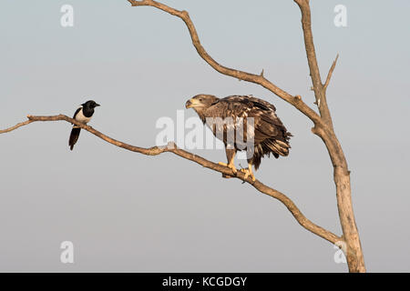 White-tailed eagle Haliaeetus albicilla unreifen Hortobagy National Park Ungarn Januar Stockfoto