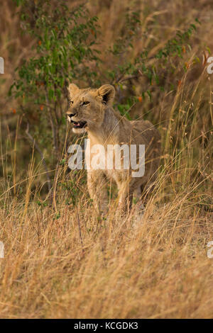 Löwenjunge stehen auf der Suche (Panthera leo), Masai Mara National Game Park finden, Kenia, Ostafrika Stockfoto