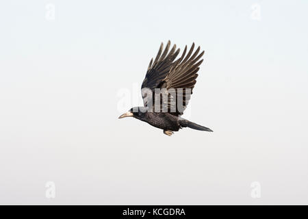 Saatkrähe Corvus frugilegus nach Hortobagy National Park Ungarn Januar Stockfoto