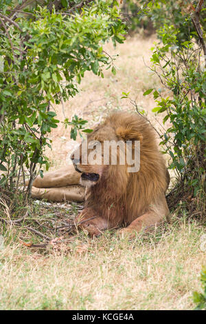 Ausruhen im Schatten männlicher Löwe (Panthera leo), Masai Mara National Game Park finden, Kenia, Ostafrika Stockfoto