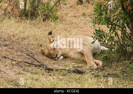 Löwin im Schatten ausruhen (Panthera leo), Masai Mara National Game Park finden, Kenia, Ostafrika Stockfoto