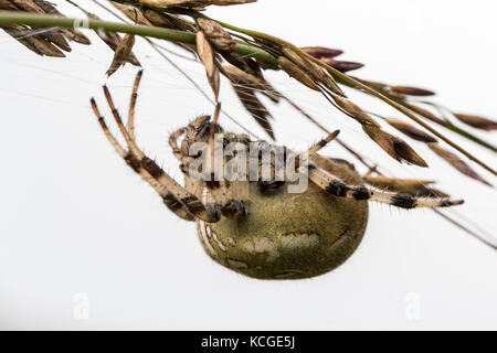 Punkt vier orb Weaver araneus Quadratus. Eine weibliche Spinne kopfüber auf einem Stroh Stockfoto