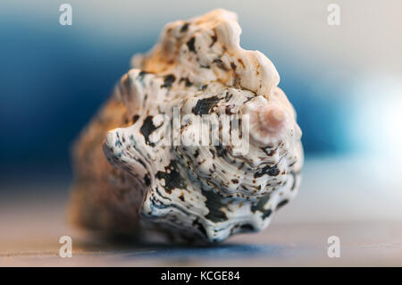 Close-up auf eine Muschel. geringe Tiefenschärfe. Stockfoto