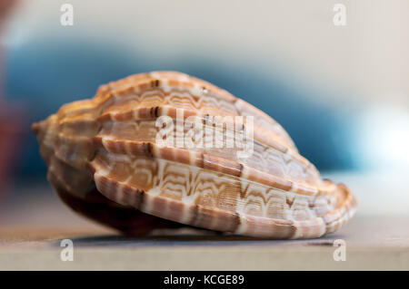 Close-up auf eine Muschel. geringe Tiefenschärfe. Stockfoto
