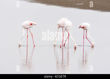 Flamingos, phoenicopterus ruber Roseus, Fütterung in der Lagune von Walvis Bay in der Namib Wüste auf der atlantischen Küste von Namibia Stockfoto