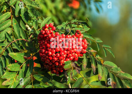 Strauß roter saftige Beeren der Eberesche auf einem Hintergrund der grünen Blätter an einem hellen, sonnigen Morgen. Stockfoto
