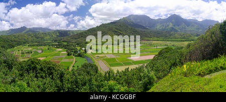 Panoramablick von taro Reisfelder in der hanalei Valley, in der Nähe von Princeville, Kauai, Hawaii, USA. Stockfoto