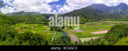 Panoramablick von taro Reisfelder in der hanalei Valley, in der Nähe von Princeville, Kauai, Hawaii, USA. Stockfoto