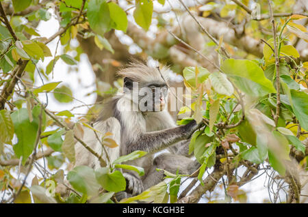 Sansibar Rot oder Rot colobuses's Kirk colobus, Alt- Welt- Affen, die am stärksten bedrohten taxonomischen Gruppe von Primaten in Afrika, auf einem Baum in den Jozani Forest Stockfoto