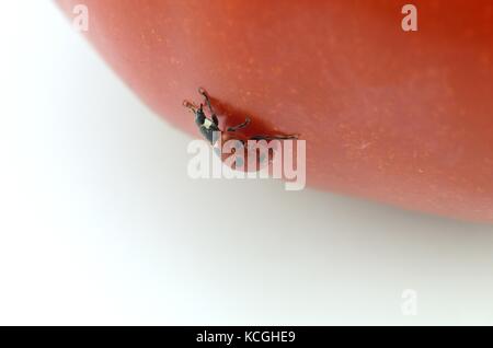 Makro Bilder von ladybird Käfer auf eine Tomatenpflanze Stockfoto