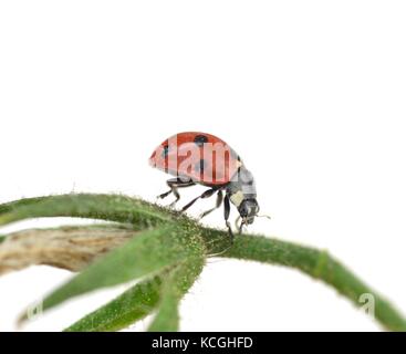 Makro Bilder von ladybird Käfer auf eine Tomatenpflanze Stockfoto