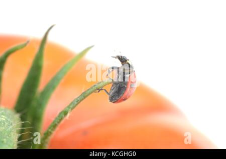 Makro Bilder von ladybird Käfer auf eine Tomatenpflanze Stockfoto