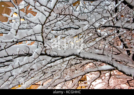 Eine starke Anhäufung von Schnee auf fragile Zweige in Minnesota. Stockfoto