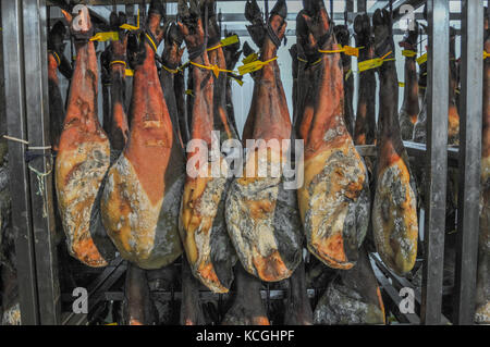 Schinken Produktion, jamon Belota, Extremadura, Spanien Stockfoto