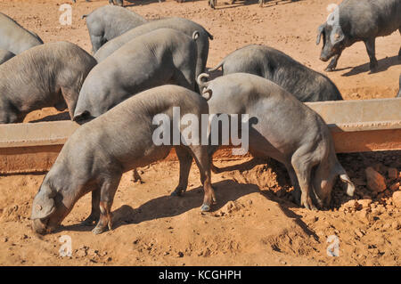 Iberico de Belota Schweine, Extremadura, Spanien Stockfoto