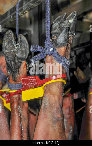 Schinken Produktion, jamon Belota, Extremadura, Spanien Stockfoto